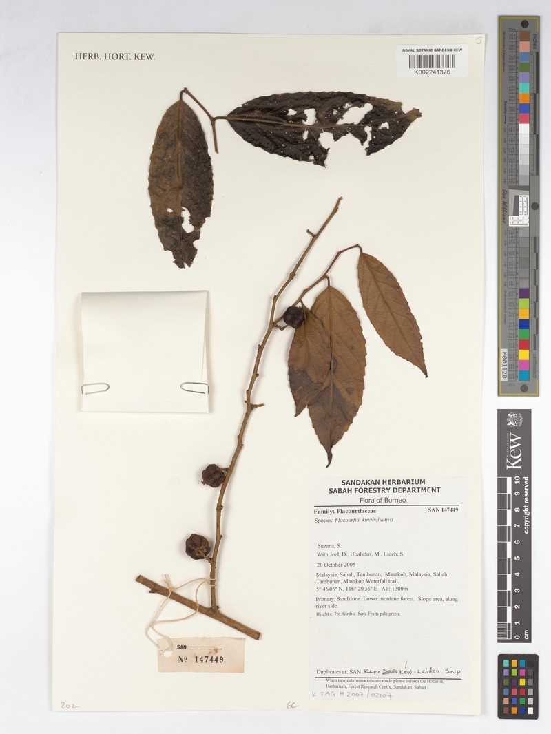 Flacourtia kinabaluensis photo 2
