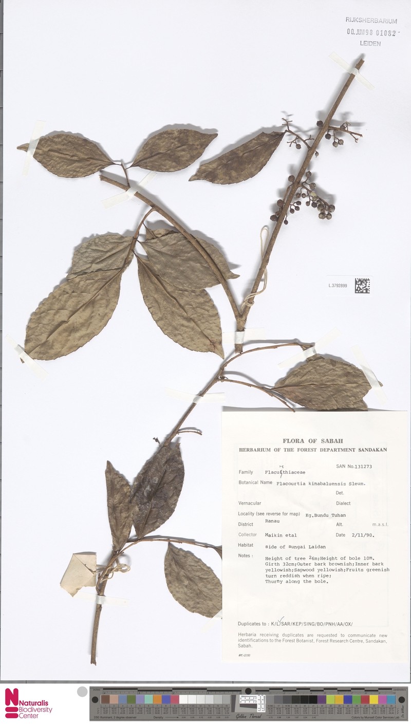 Flacourtia kinabaluensis photo 3