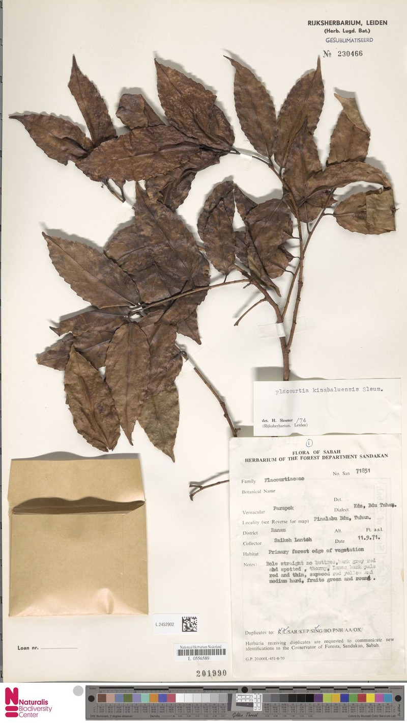 Flacourtia kinabaluensis photo 4