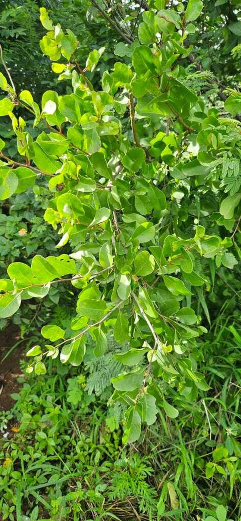 Flacourtia latifolia photo 2