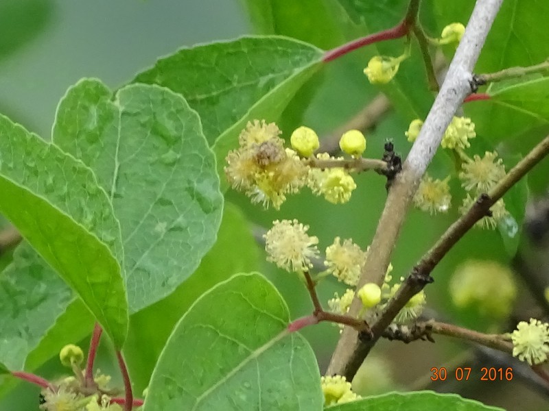 Flacourtia latifolia photo 3