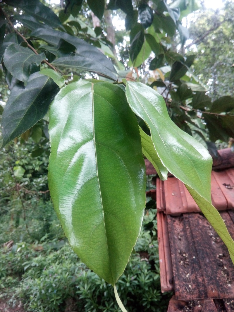 Flacourtia montana