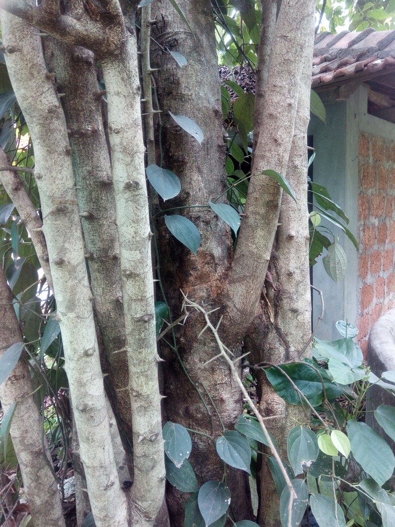 Flacourtia montana photo 3