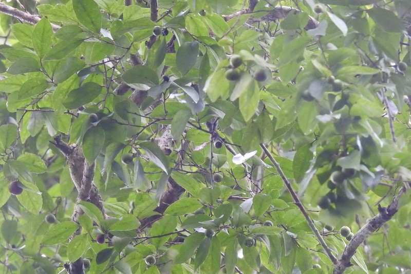 Flacourtia ramontchi