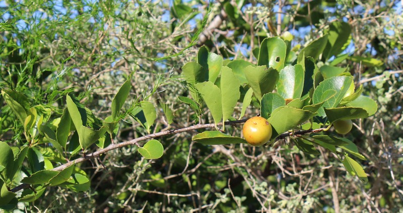 Flacourtia ramontchi photo 3
