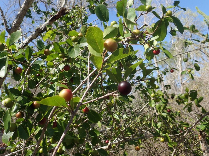 Flacourtia ramontchi photo 4