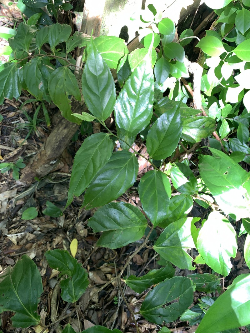 Rukam photo 4