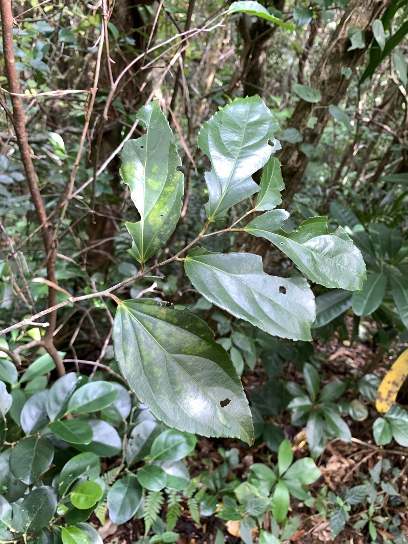 Rukam photo 2