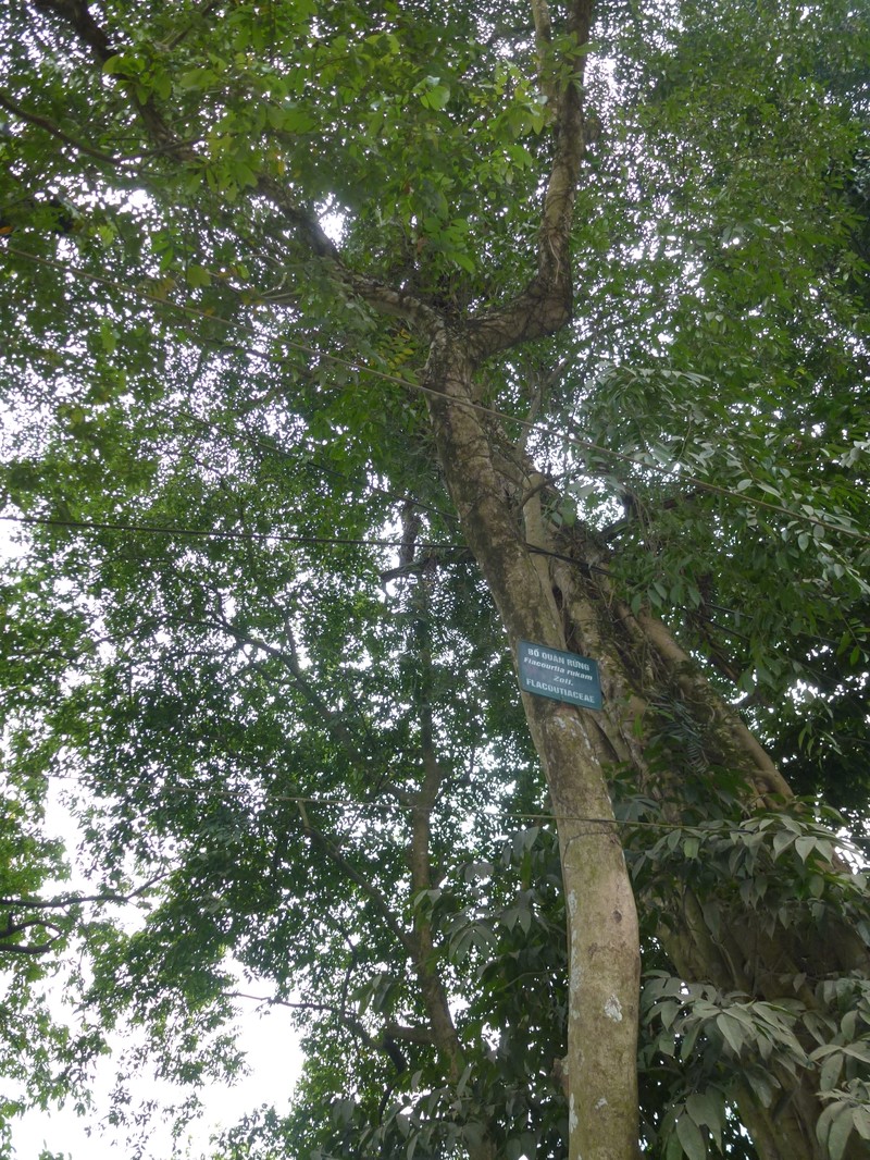 Rukam photo 3
