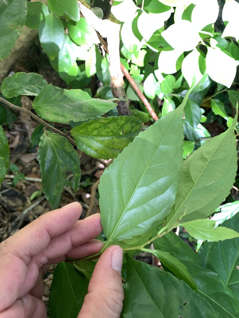 Rukam photo 5