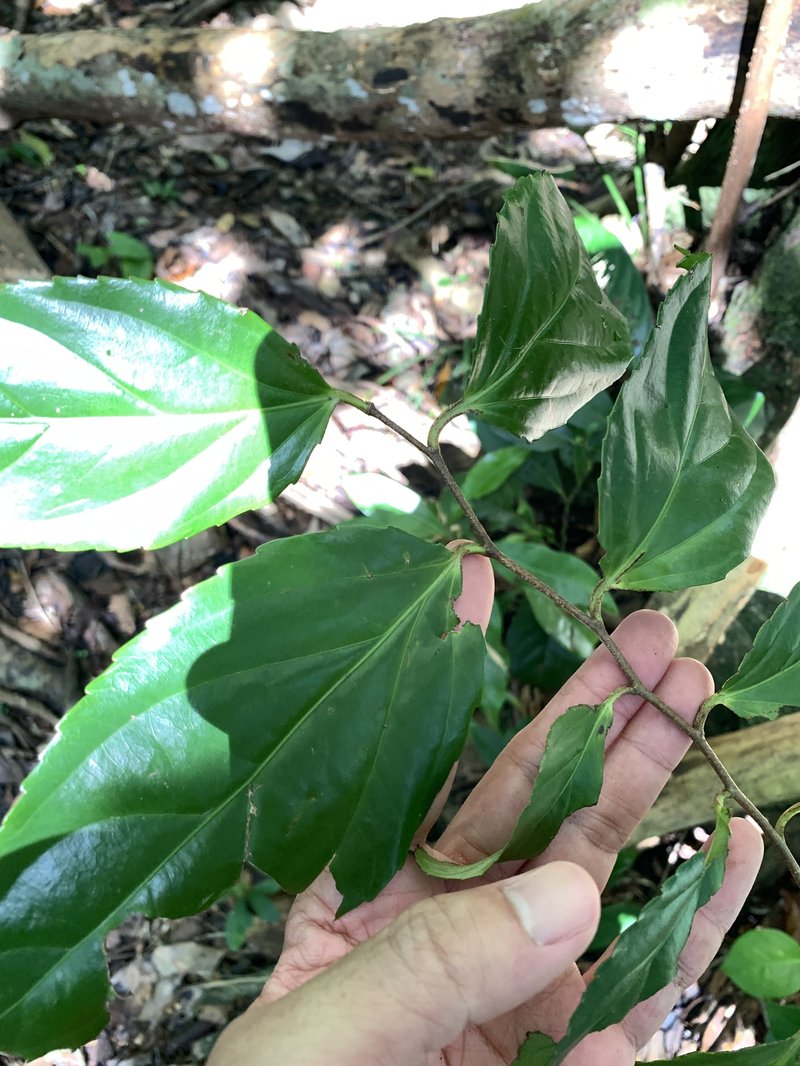 Rukam photo 6