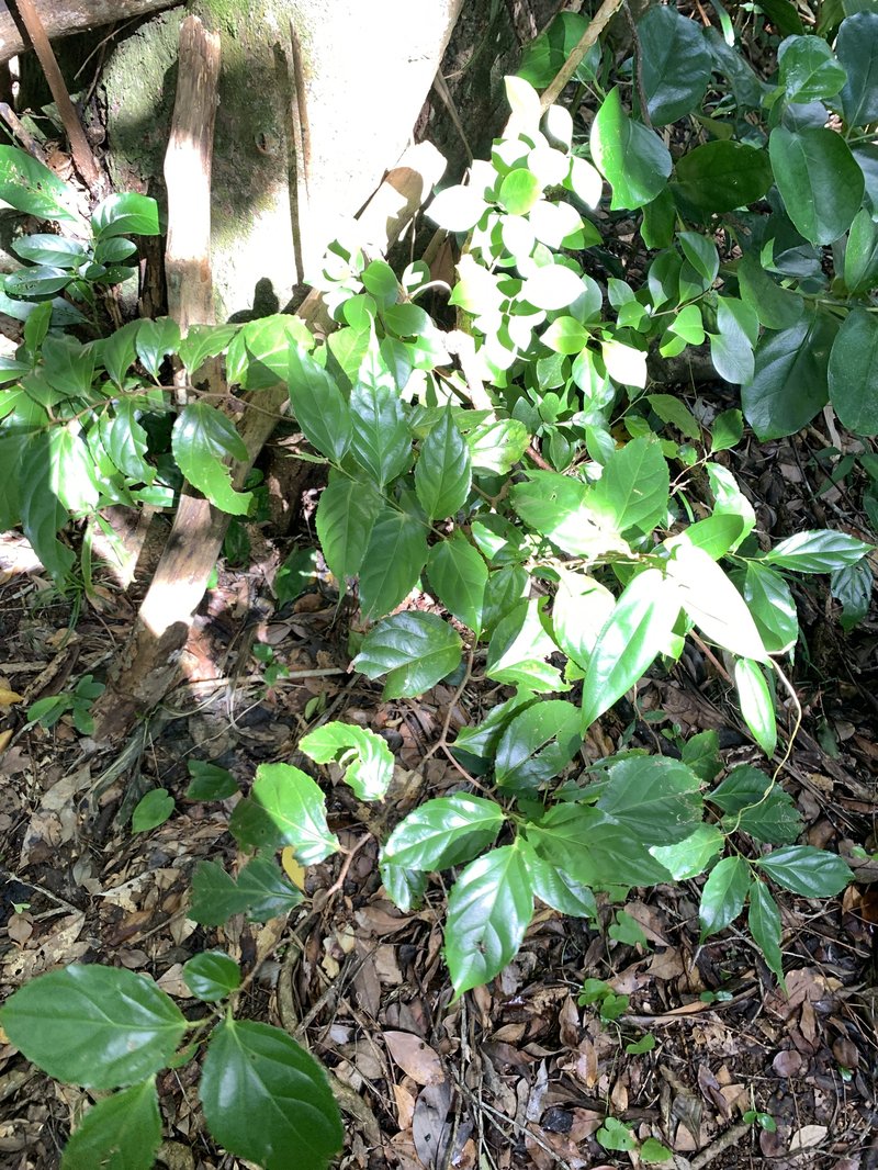 Rukam photo 7