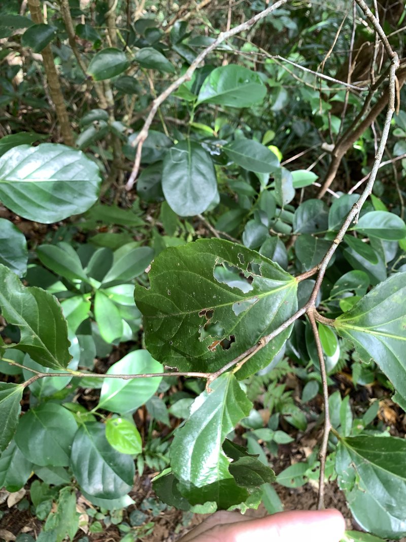 Rukam photo 8