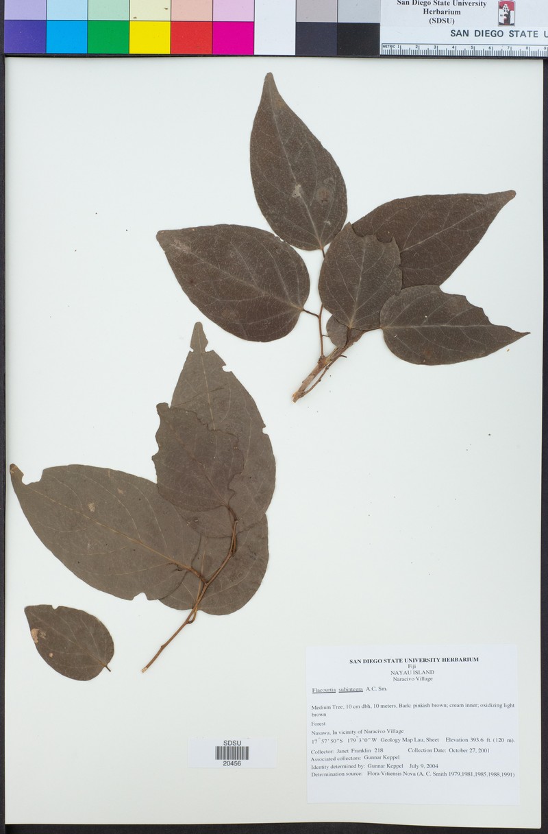 Flacourtia subintegra