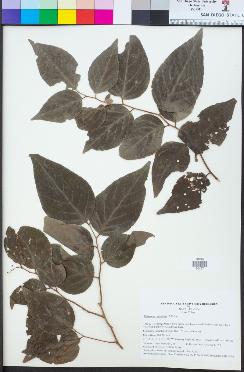 Flacourtia subintegra photo 2
