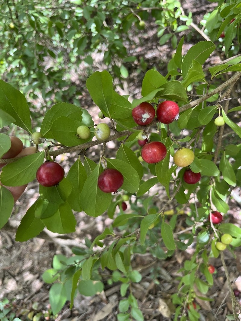Flacourtia territorialis
