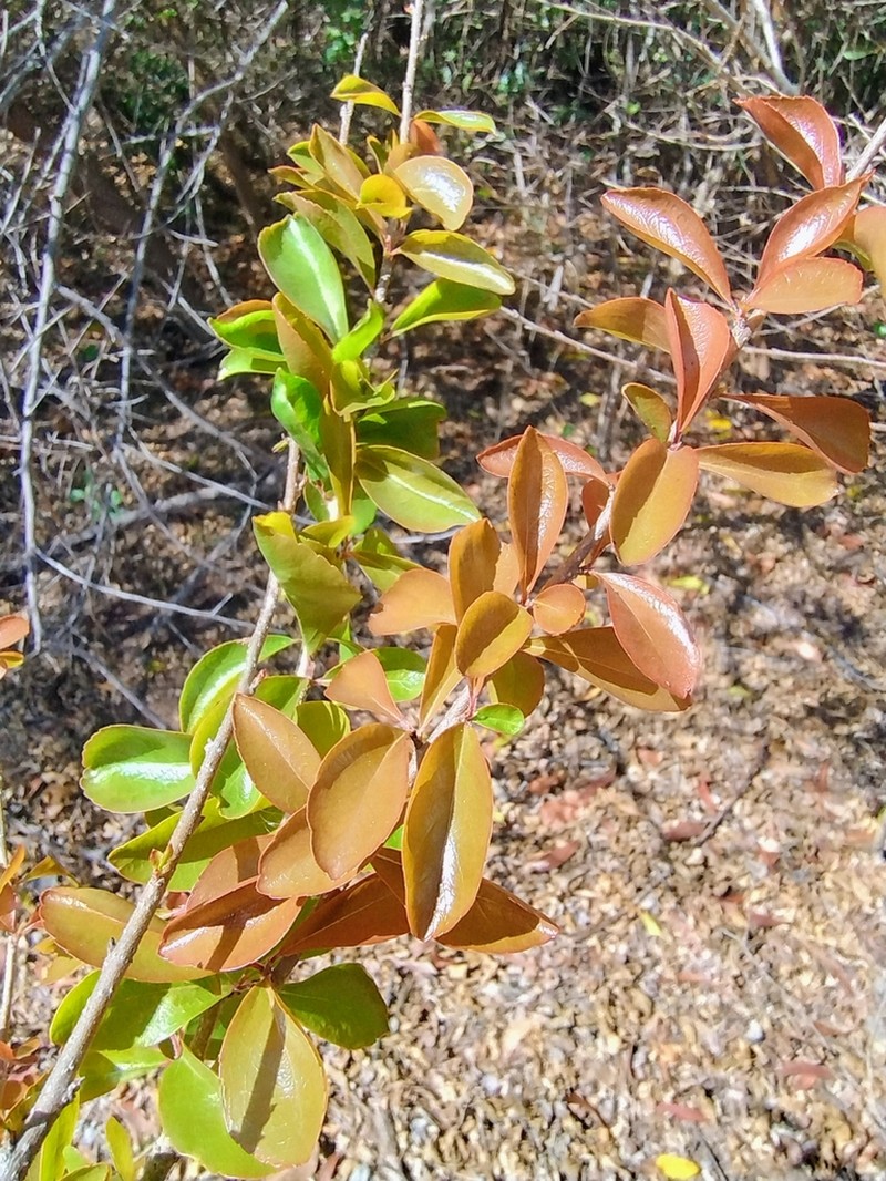 Flacourtia territorialis photo 2