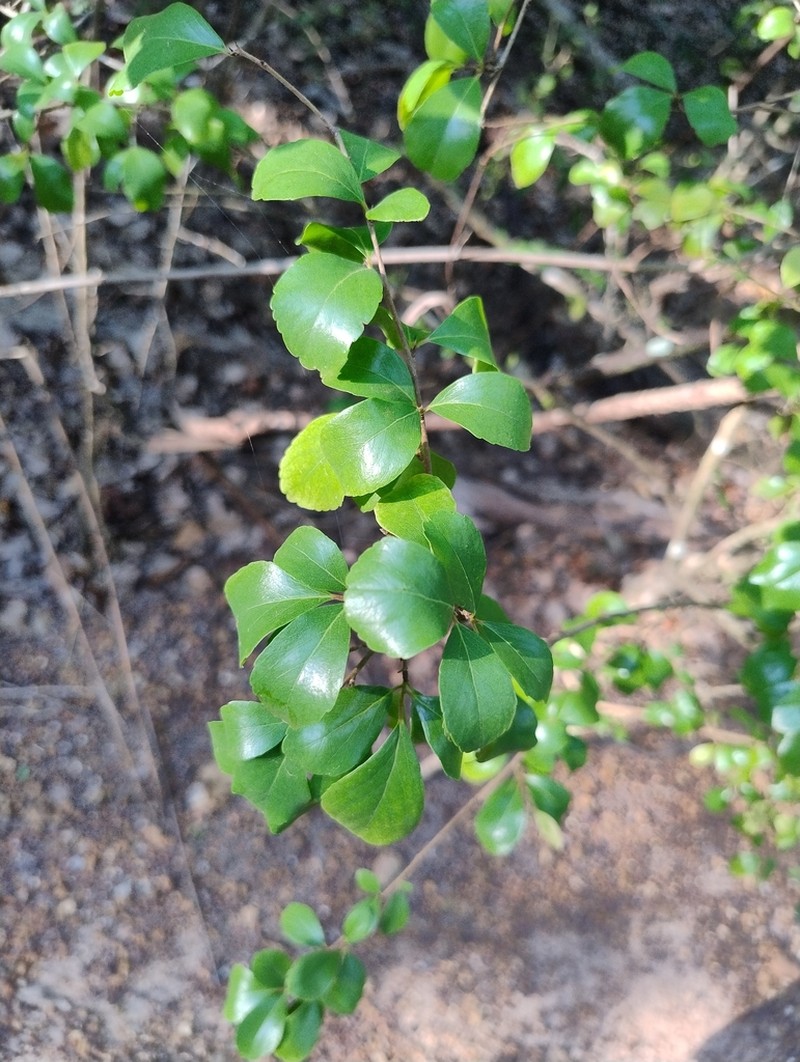 Flacourtia territorialis photo 3