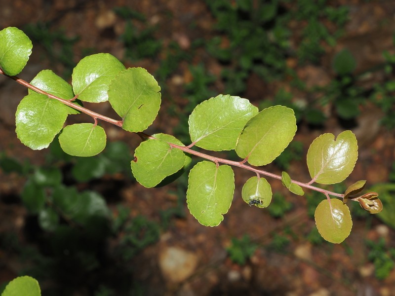 Flacourtia territorialis photo 4