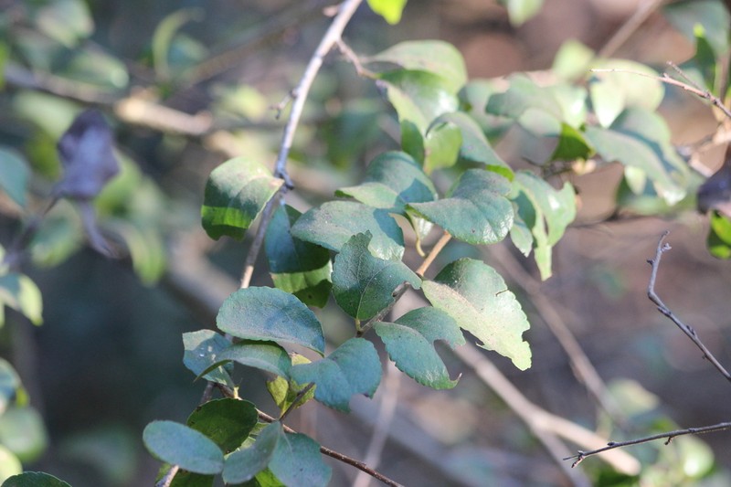 Flacourtia territorialis photo 7