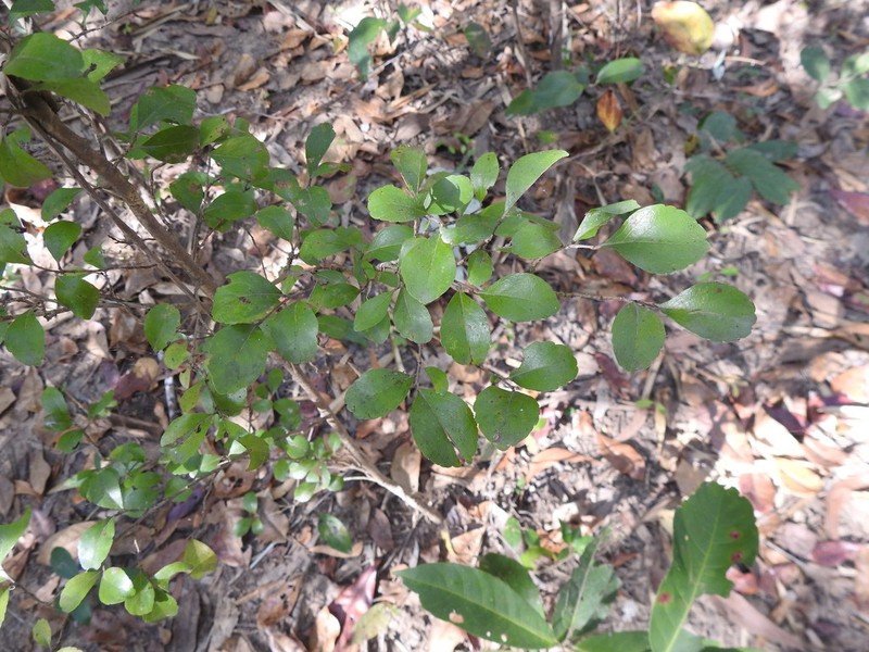 Flacourtia territorialis photo 8