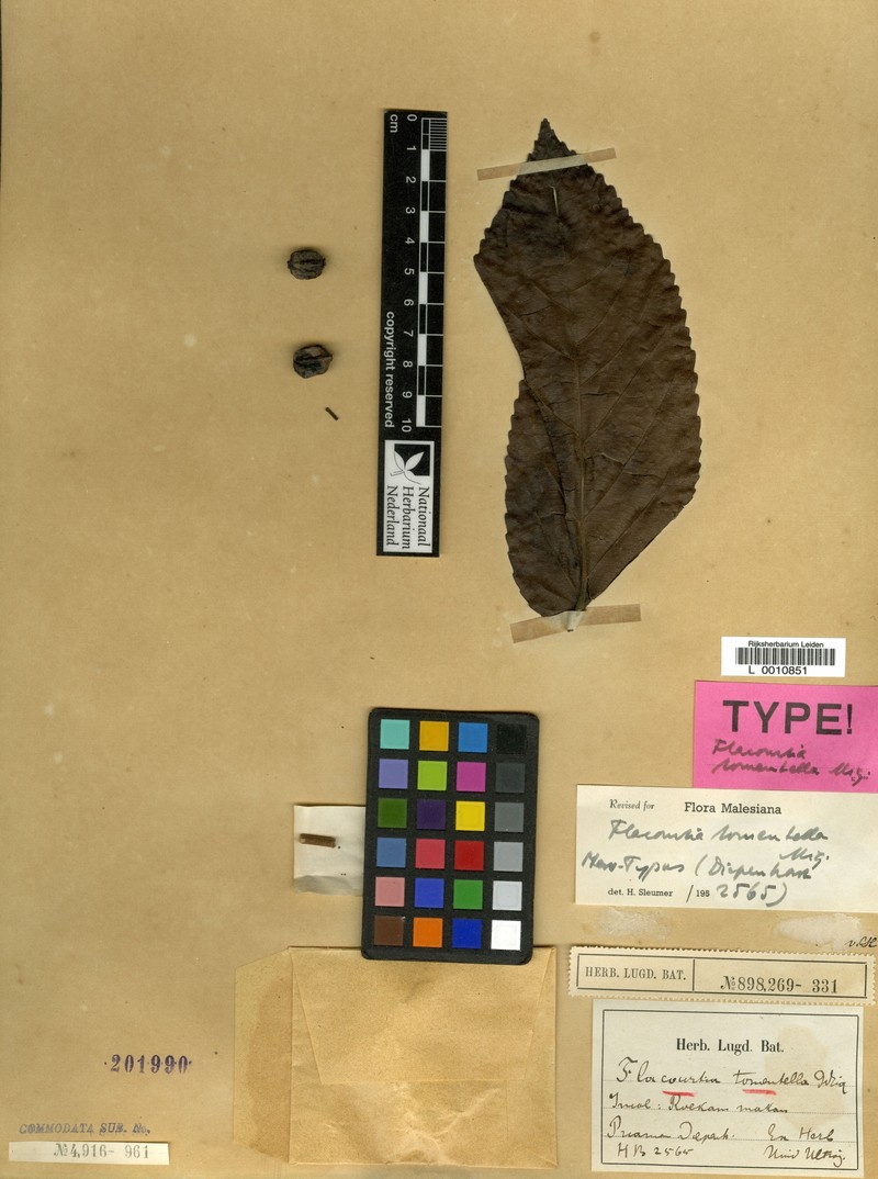 Flacourtia tomentella