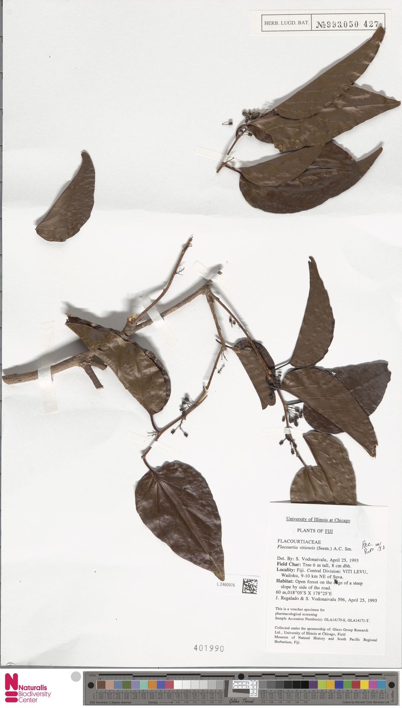 Flacourtia vitiensis