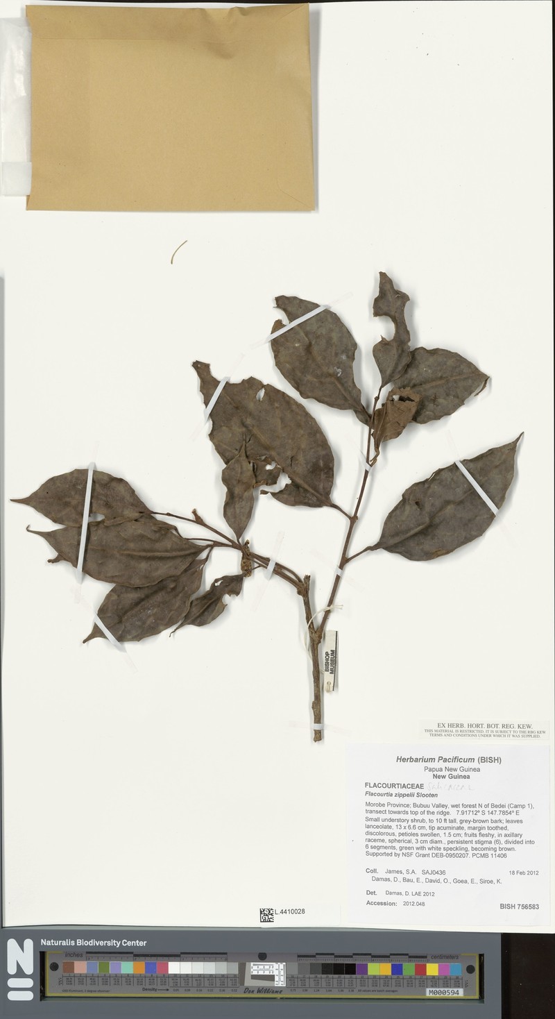 Flacourtia zippelii