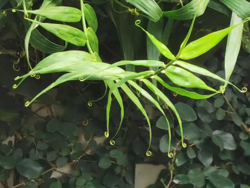 Flagellaria indica photo 2
