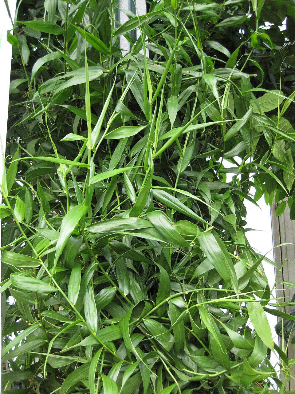 Flagellaria indica photo 4