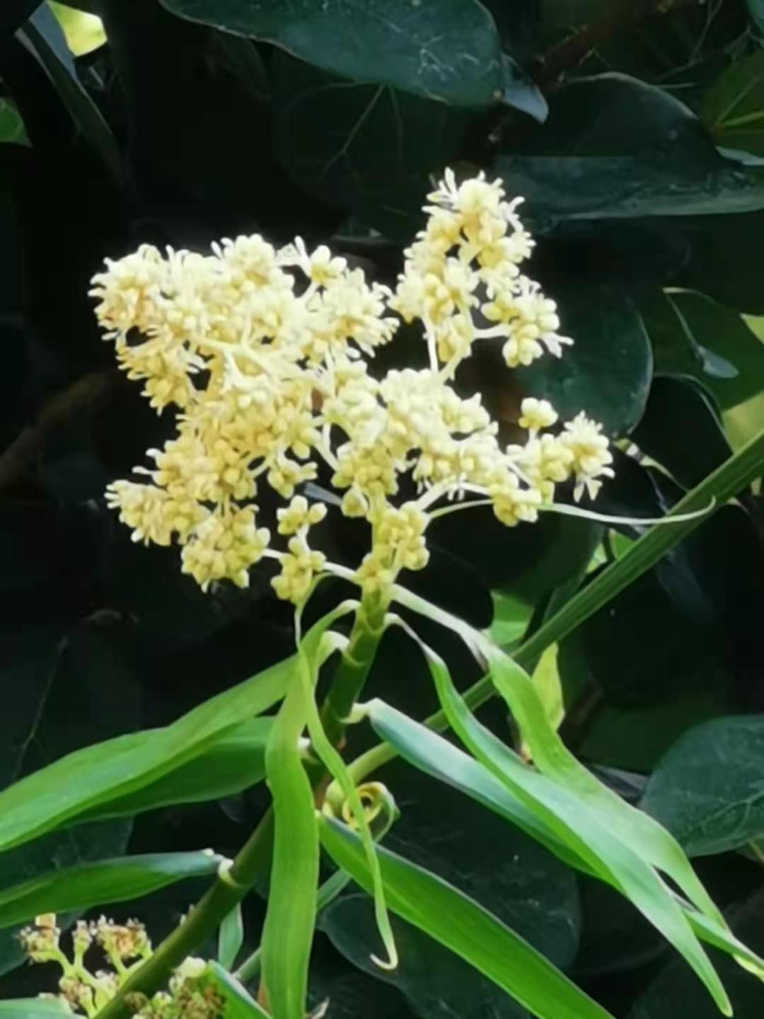 Flagellaria indica photo 5