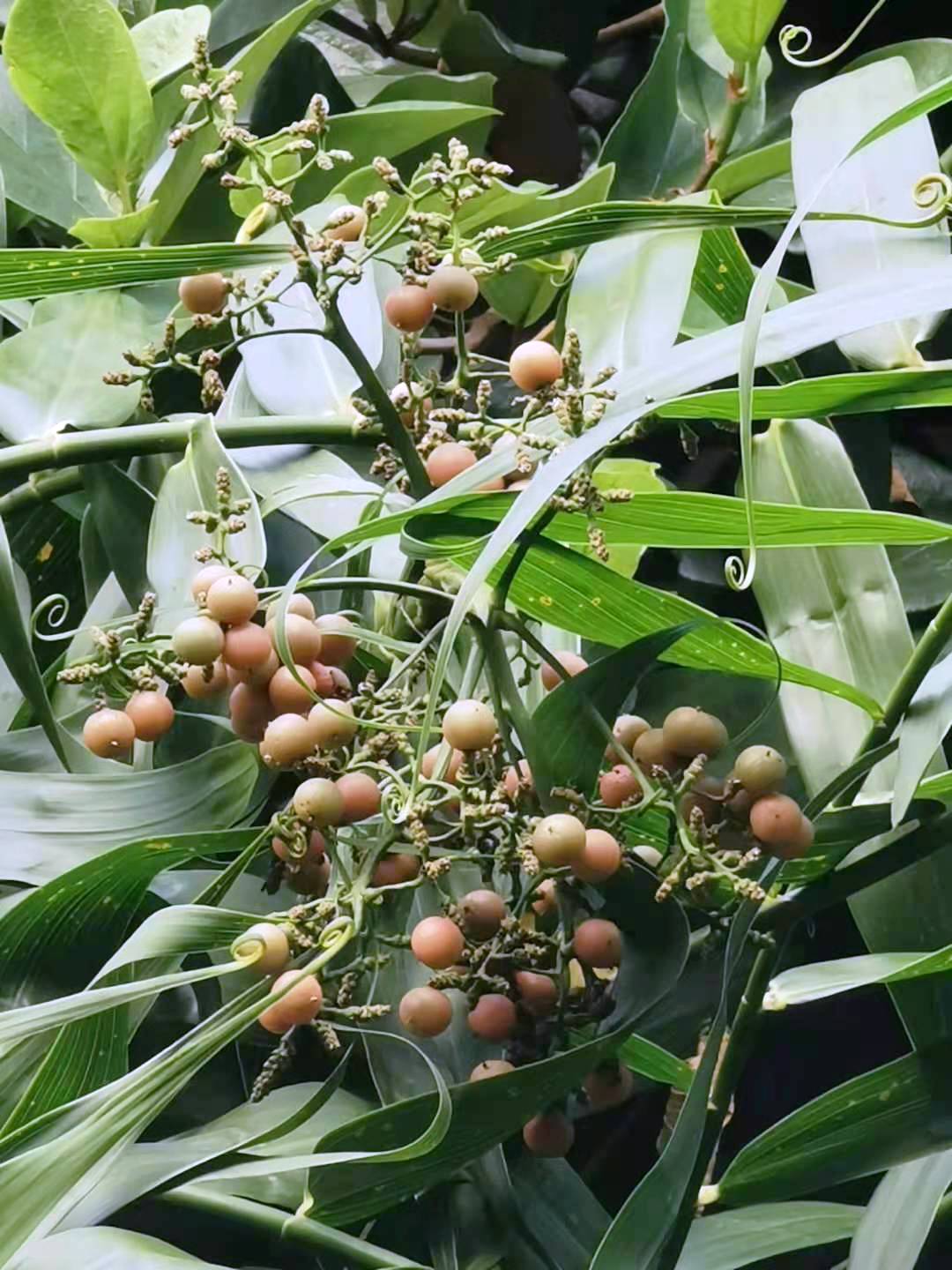 Flagellaria indica photo 6