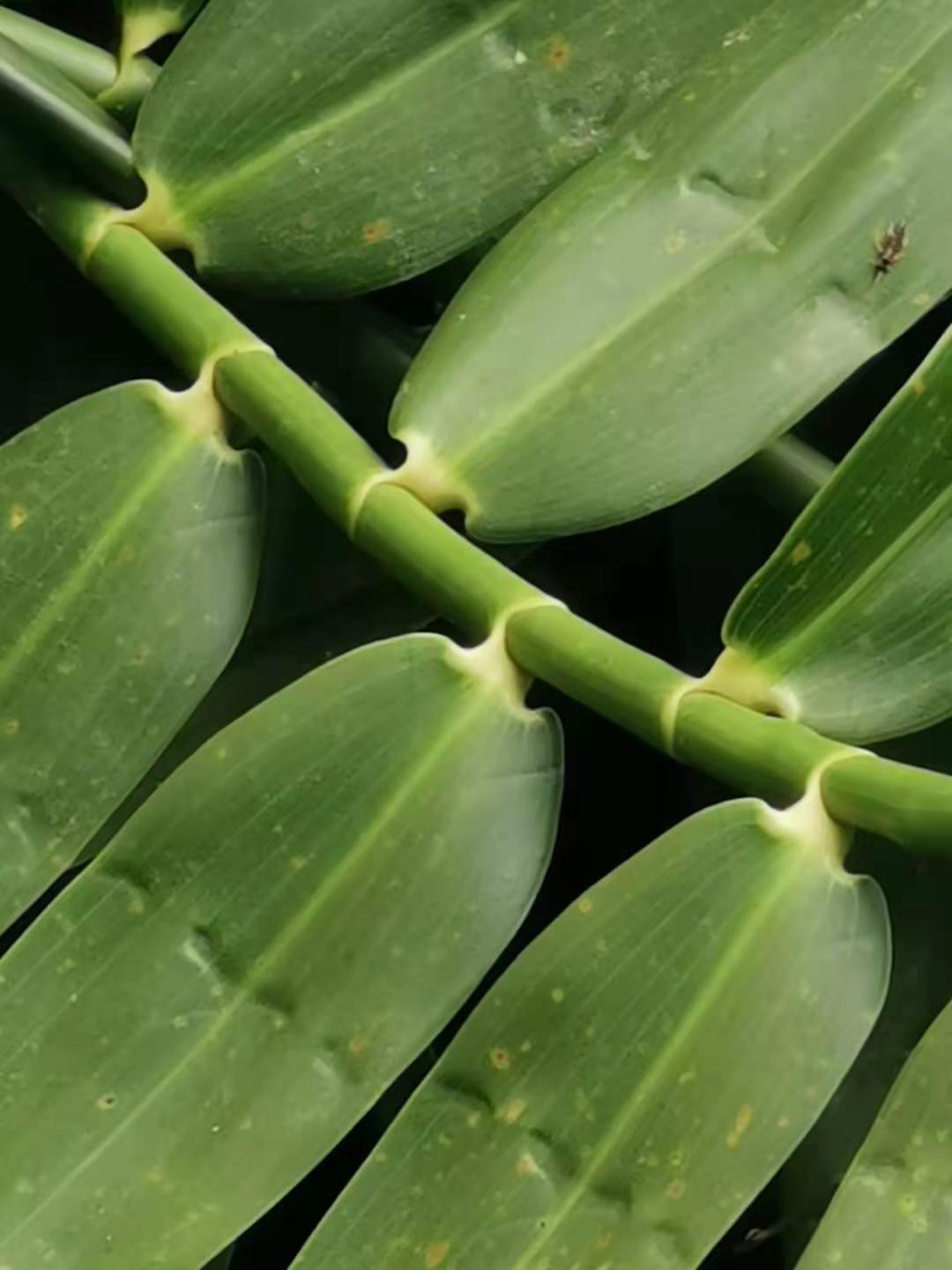 Flagellaria indica photo 7