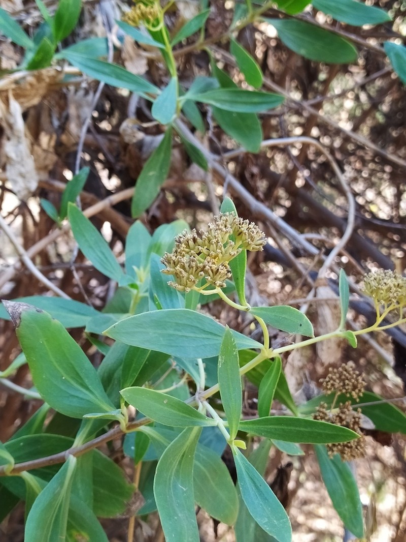Flaveria angustifolia photo 2