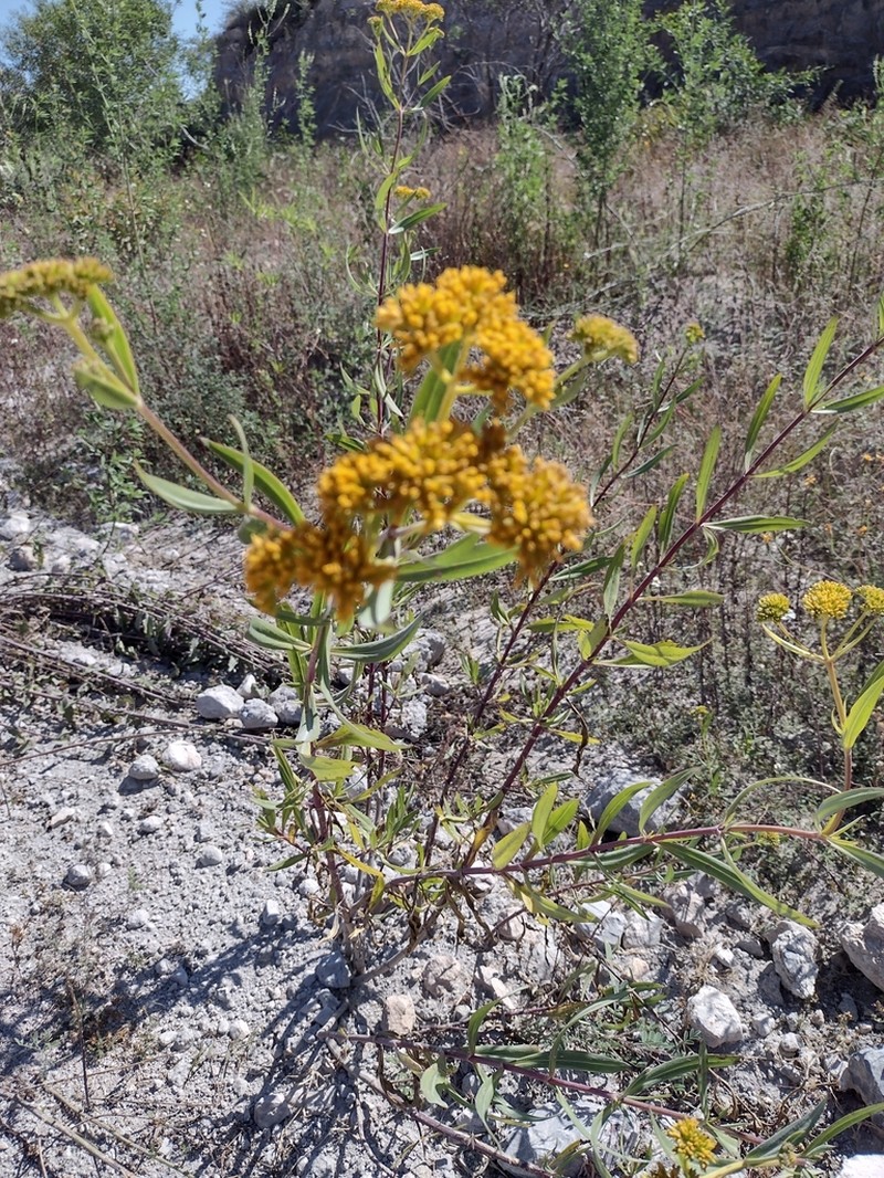 Flaveria angustifolia photo 3