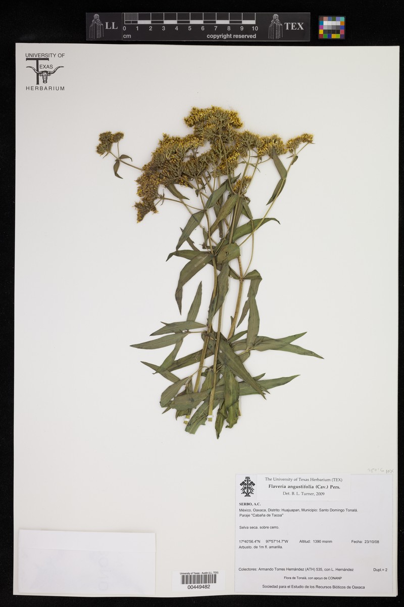 Flaveria angustifolia photo 4
