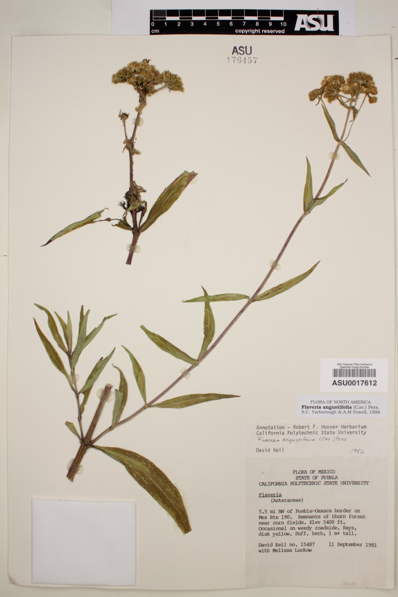 Flaveria angustifolia photo 5