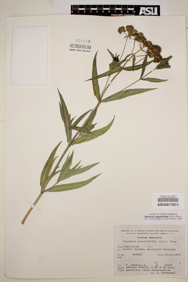 Flaveria angustifolia photo 6