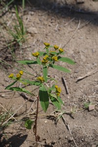 Coastal Plain Yellowtops