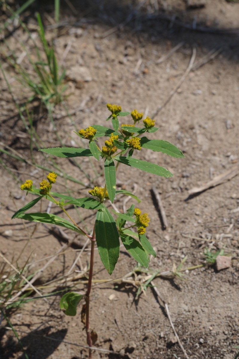 Coastal Plain Yellowtops