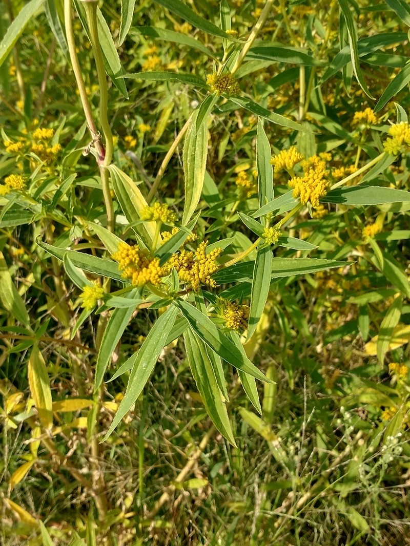 Coastal Plain Yellowtops photo 3