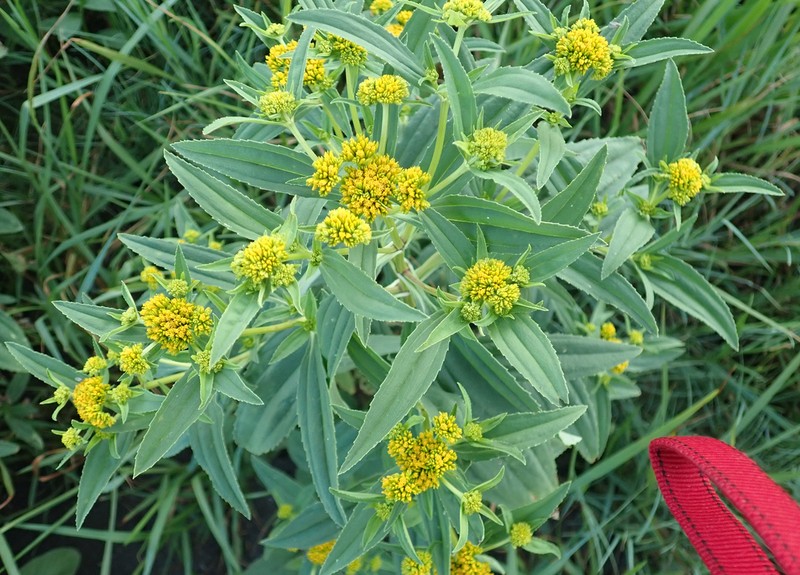 Coastal Plain Yellowtops photo 4