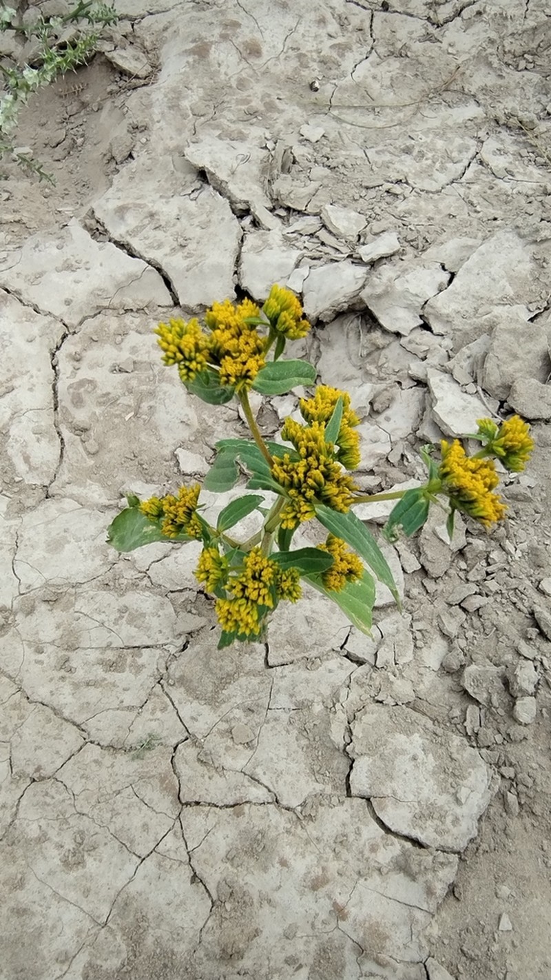 Coastal Plain Yellowtops photo 5