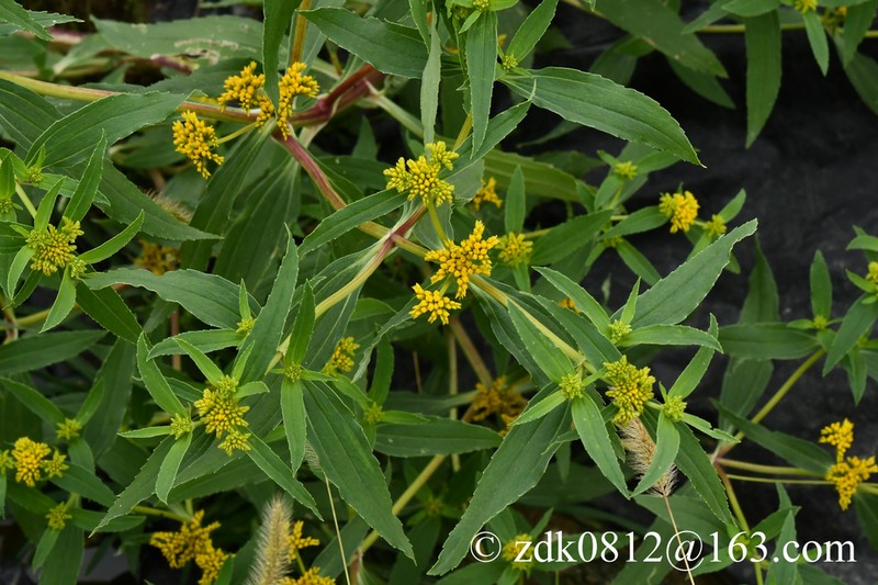 Coastal Plain Yellowtops photo 6