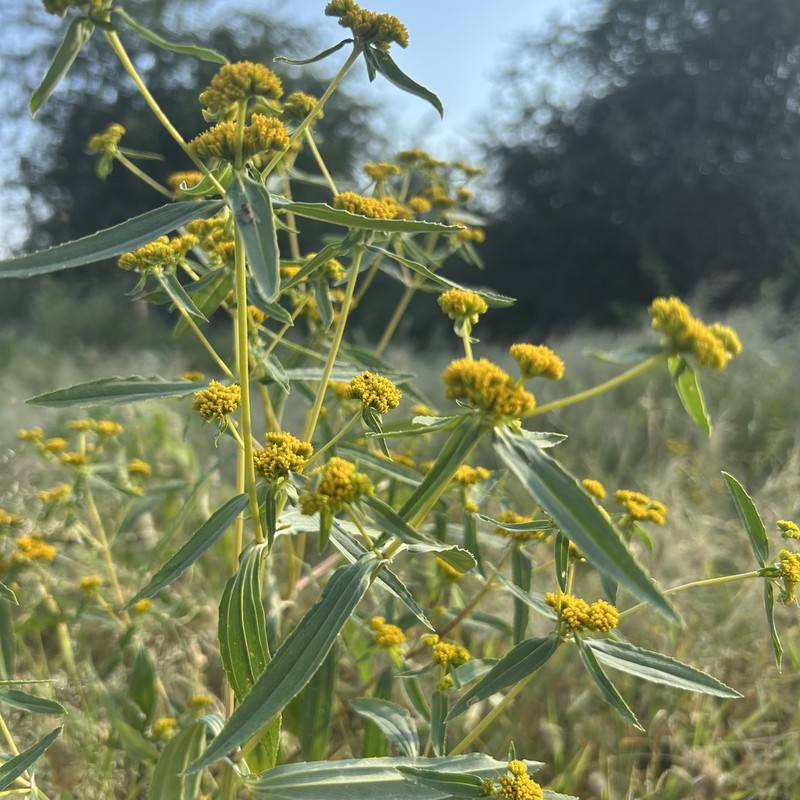 Coastal Plain Yellowtops photo 7