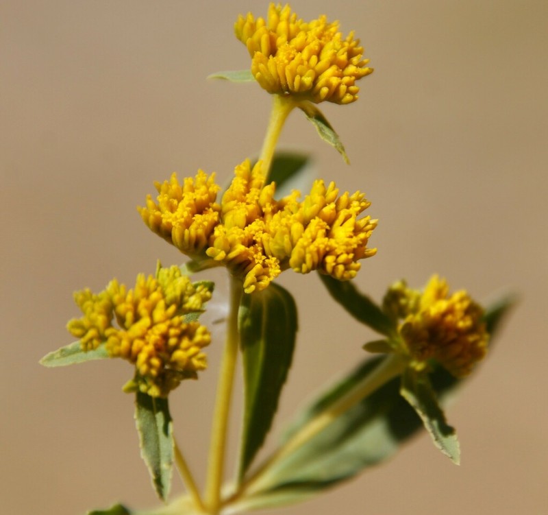 Coastal Plain Yellowtops photo 8