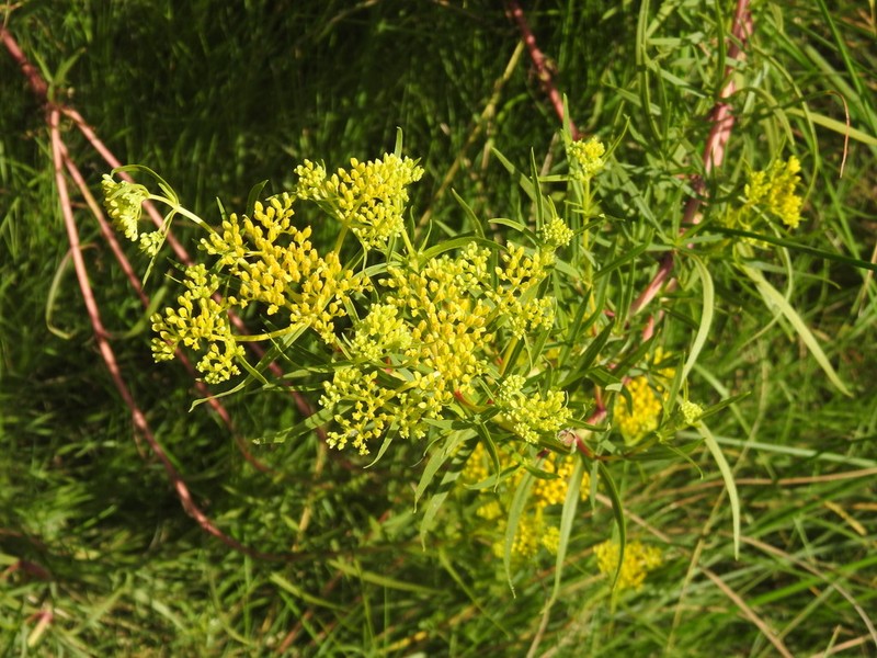 Brown's Yellowtops