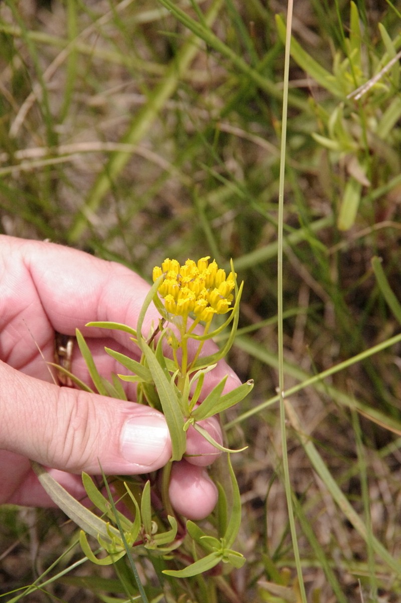 Brown's Yellowtops photo 4