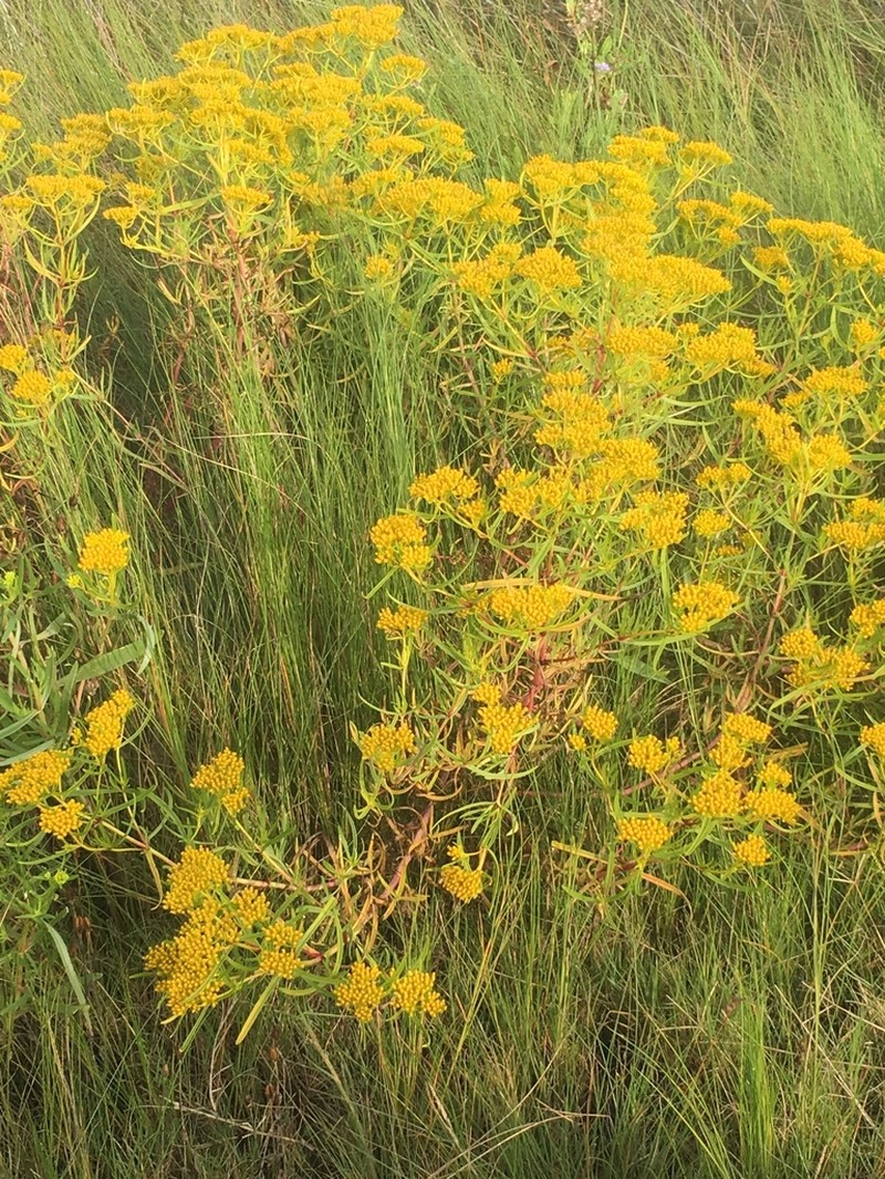 Brown's Yellowtops photo 5