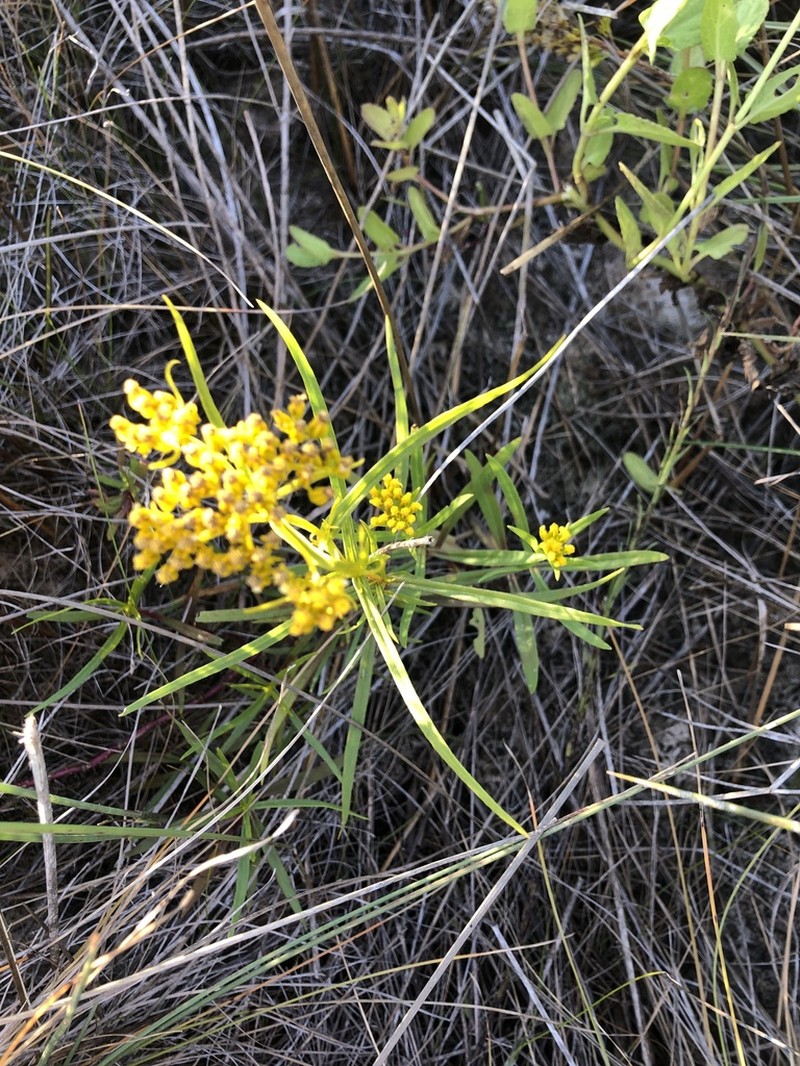 Brown's Yellowtops photo 6